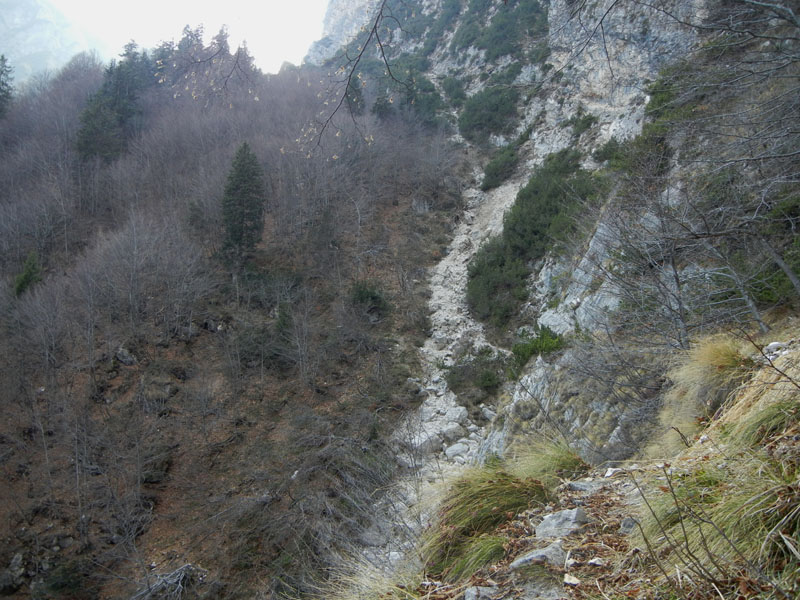 Rupicapra rupicapra.....dal Trentino Alto Adige